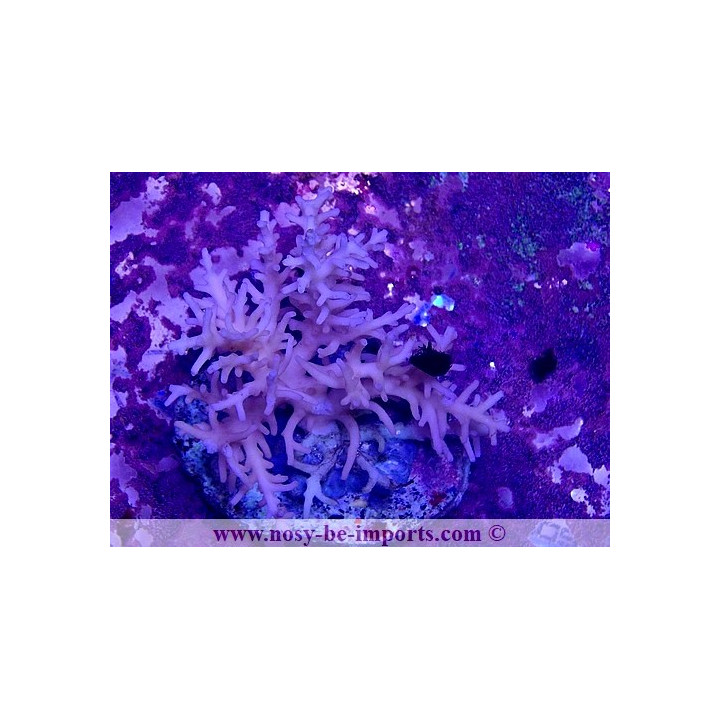 Acropora caroliniana