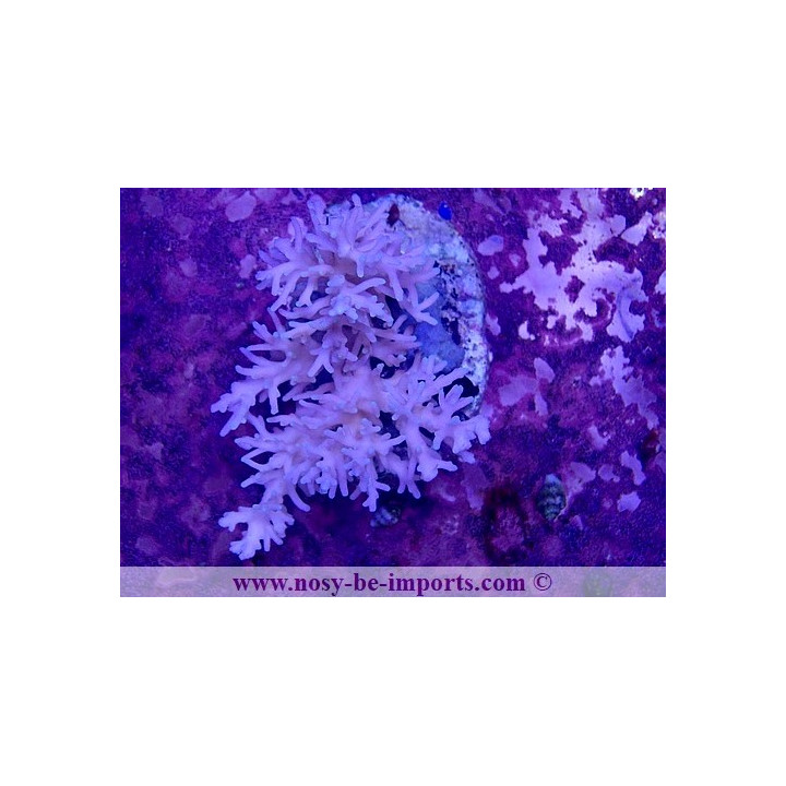 Acropora caroliniana