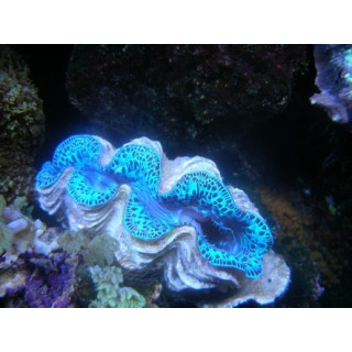 Tridacna maxima bleu - bénitier - Aquarium sur mesure