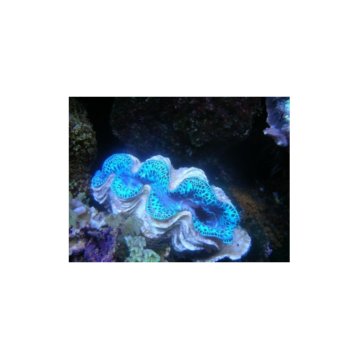 Tridacna maxima bleu - bénitier - Aquarium sur mesure