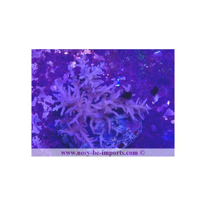 Acropora caroliniana