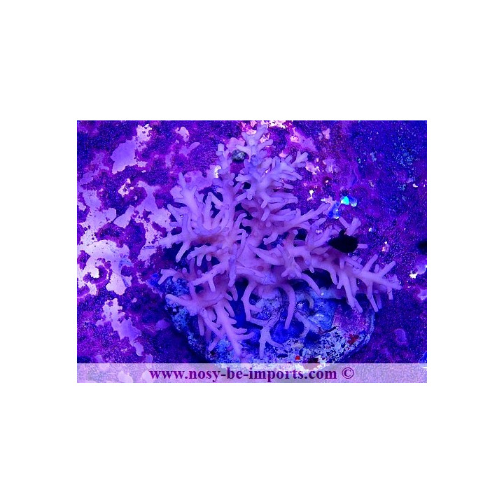 Acropora caroliniana