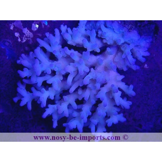Acropora lokani