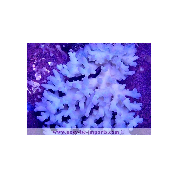 Acropora lokani