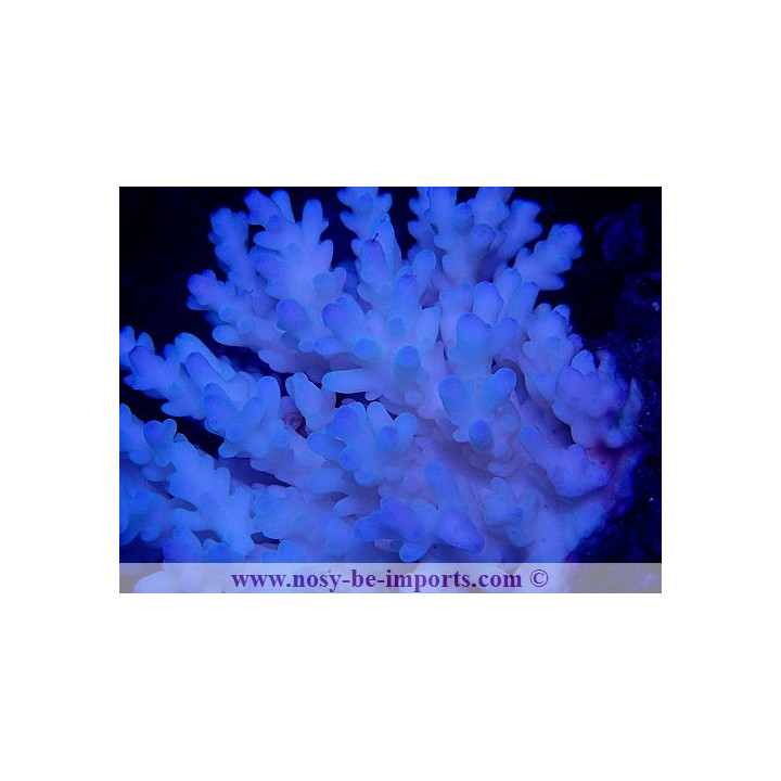 Acropora lokani