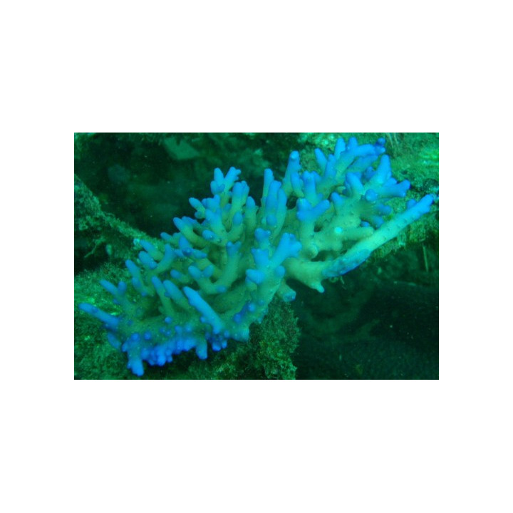 Acropora lokani