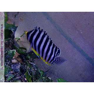 Centropyge multifasciata ELEVAGE