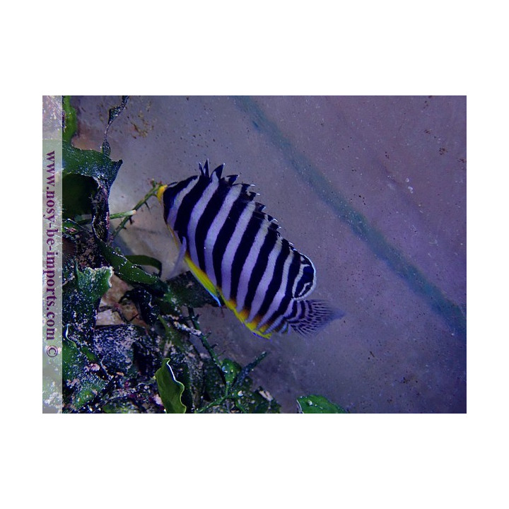 Centropyge multifasciata ELEVAGE