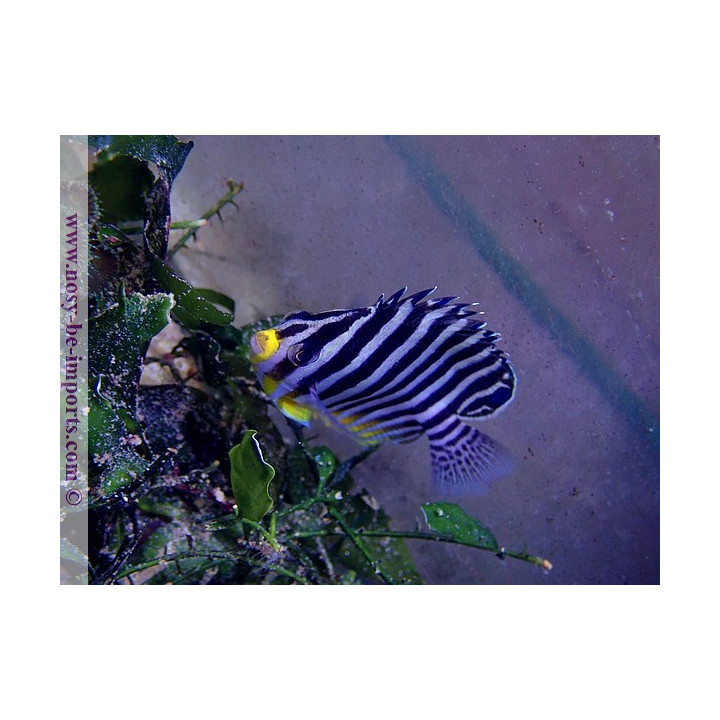 Centropyge multifasciata ELEVAGE