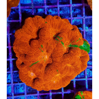 Acanthastrea bowerbanki