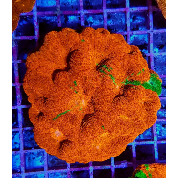 Acanthastrea bowerbanki