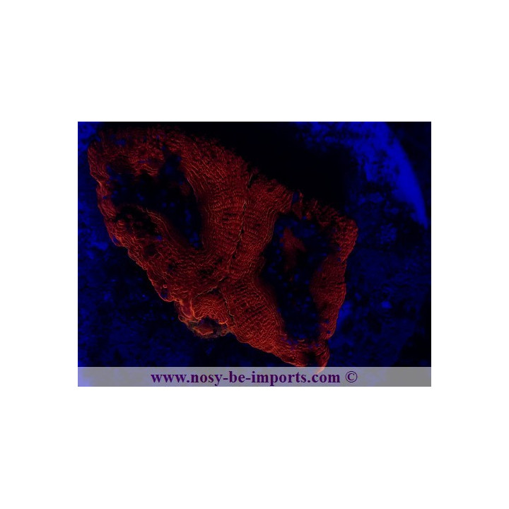 Acanthastrea bowerbanki WYSIWYG 21012022-1