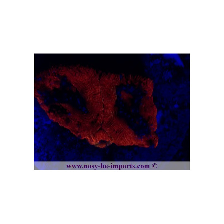 Acanthastrea bowerbanki WYSIWYG 21012022-1