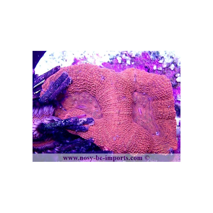 Acanthastrea bowerbanki WYSIWYG 21012022-1