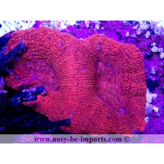 Acanthastrea bowerbanki WYSIWYG 21012022-1
