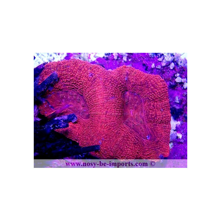 Acanthastrea bowerbanki WYSIWYG 21012022-1