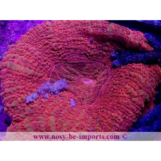 Acanthastrea bowerbanki WYSIWYG 21012022-2