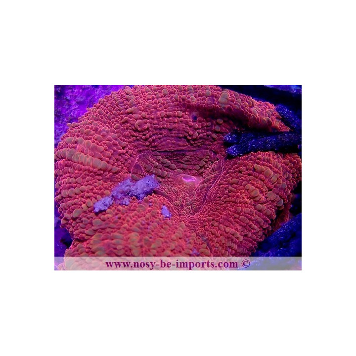 Acanthastrea bowerbanki WYSIWYG 21012022-2