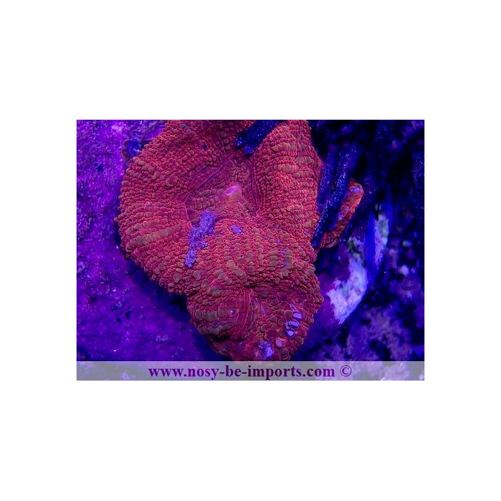 Acanthastrea bowerbanki WYSIWYG 21012022-2