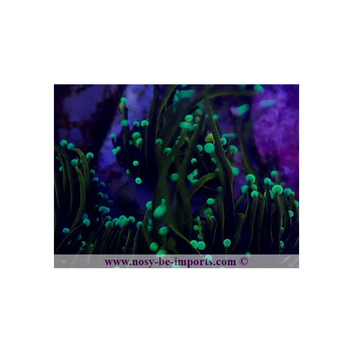 Euphyllia glabrascens NYknicks WYSIWYG 24012022-3