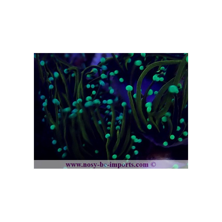 Euphyllia glabrascens NYknicks WYSIWYG 24012022-3