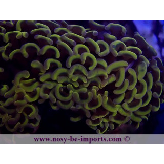 Euphyllia ancora jaune WYSIWYG 24012022-4