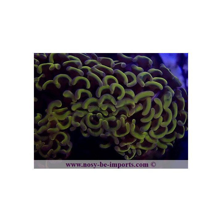 Euphyllia ancora jaune WYSIWYG 24012022-4