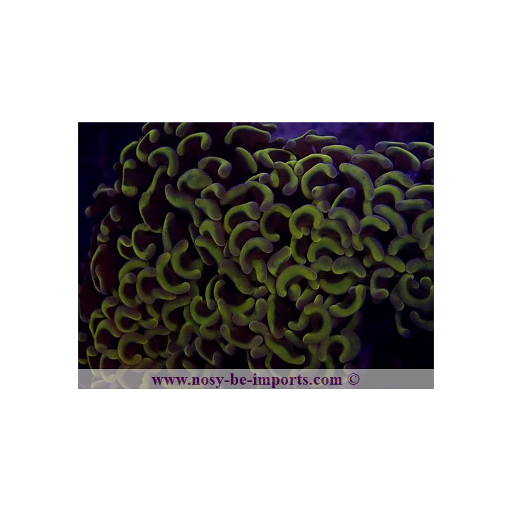 Euphyllia ancora jaune WYSIWYG 24012022-4