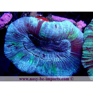 Trachyphyllia sp. WYSIWYG 24012022-5