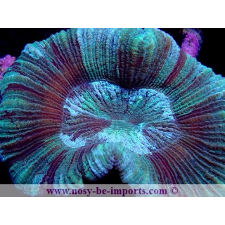 Trachyphyllia sp. WYSIWYG 24012022-6