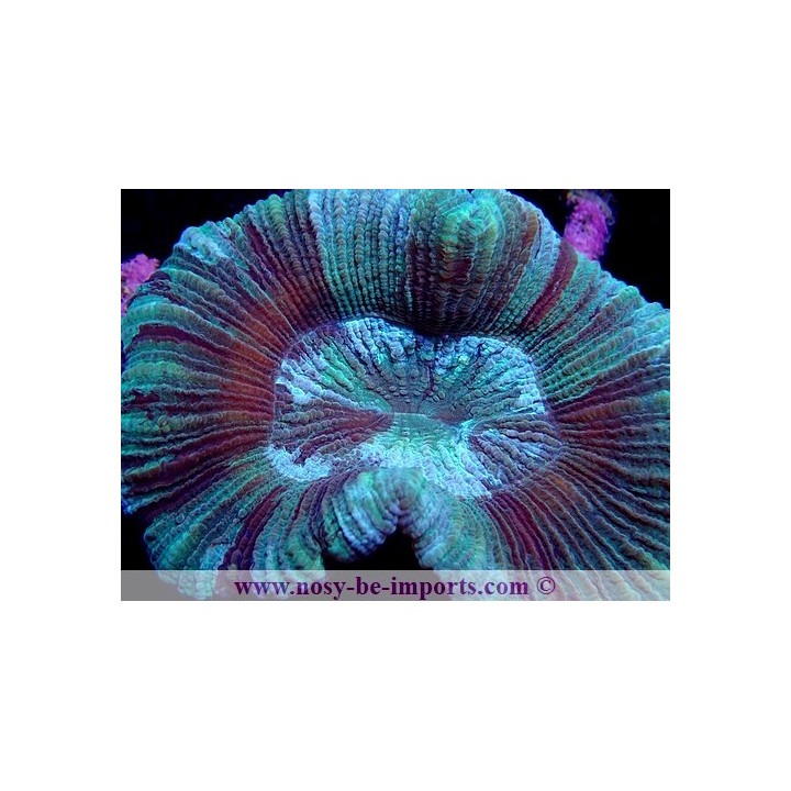 Trachyphyllia sp. WYSIWYG 24012022-6