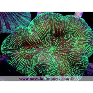 Trachyphyllia sp. WYSIWYG 24012022-7