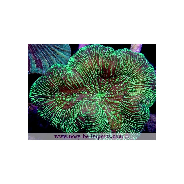 Trachyphyllia sp. WYSIWYG 24012022-7