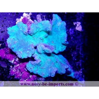 Sinularia dura WYSIWYG 24012022-10