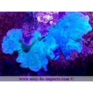 Sinularia dura WYSIWYG 24012022-11