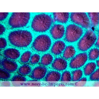 Favia sp. WYSIWYG 25012022-1