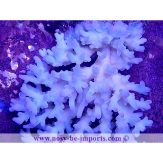 Acropora lokani WYSIWYG 25012022-3