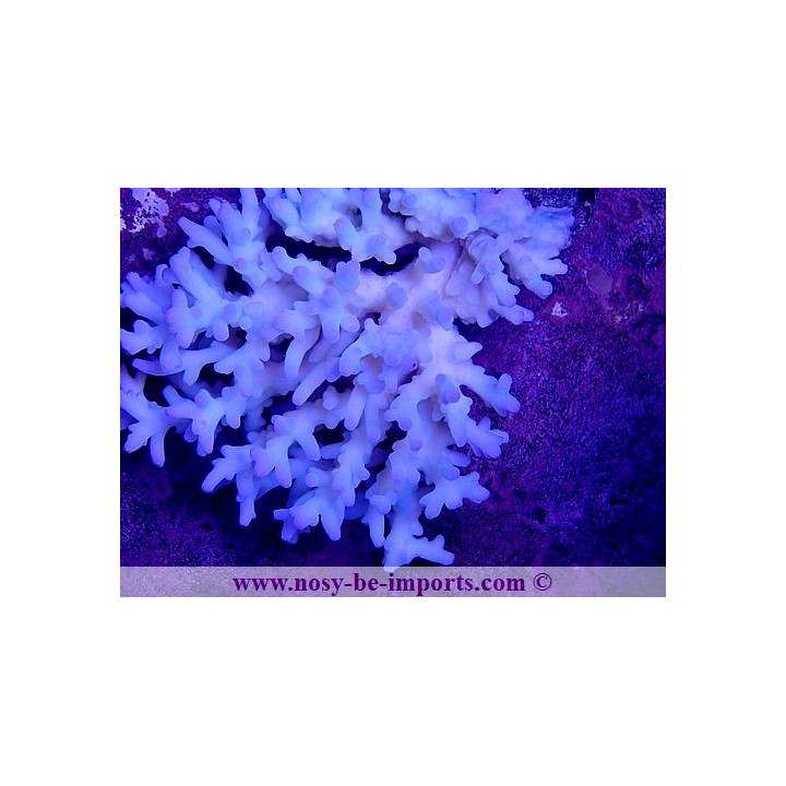 Acropora lokani WYSIWYG 25012022-3