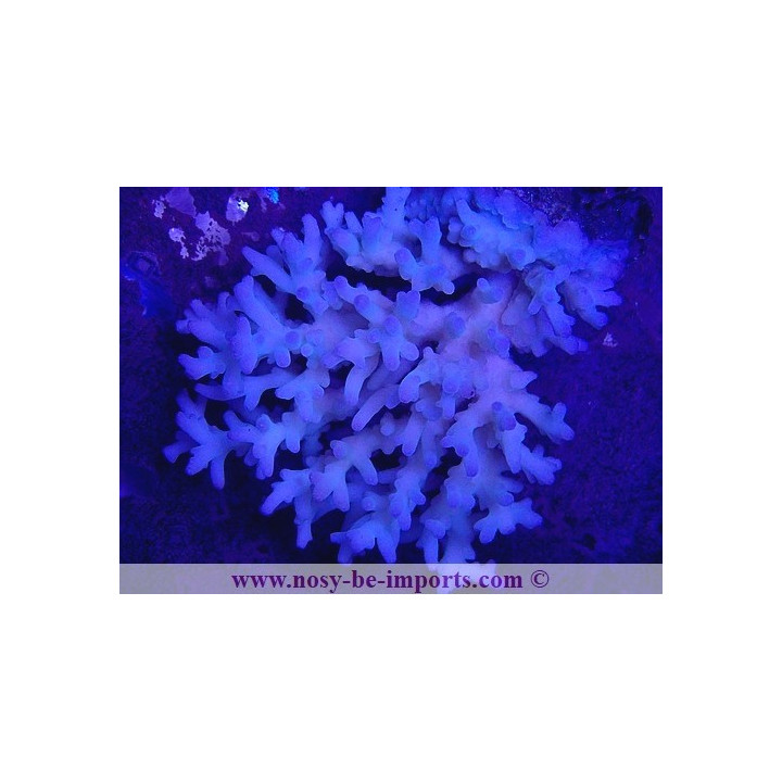 Acropora lokani WYSIWYG 25012022-3