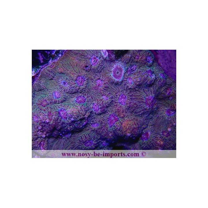 Echinophyllia sp. WYSIWYG 27012022-1