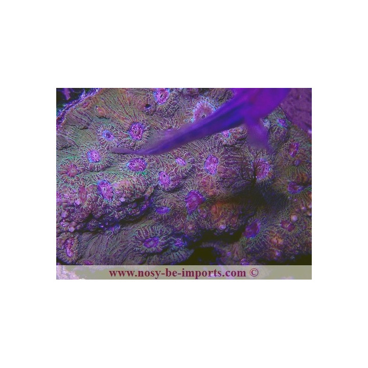 Echinophyllia sp. WYSIWYG 27012022-1