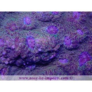 Echinophyllia sp. WYSIWYG 27012022-1