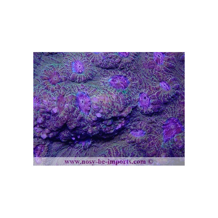 Echinophyllia sp. WYSIWYG 27012022-1