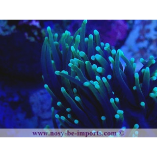 Euphylli glabrescens Dragon Soul WYSIWYG 27012022-2