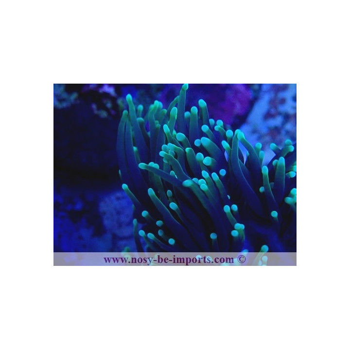 Euphylli glabrescens Dragon Soul WYSIWYG 27012022-2