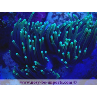 Euphylli glabrescens Dragon Soul WYSIWYG 27012022-3