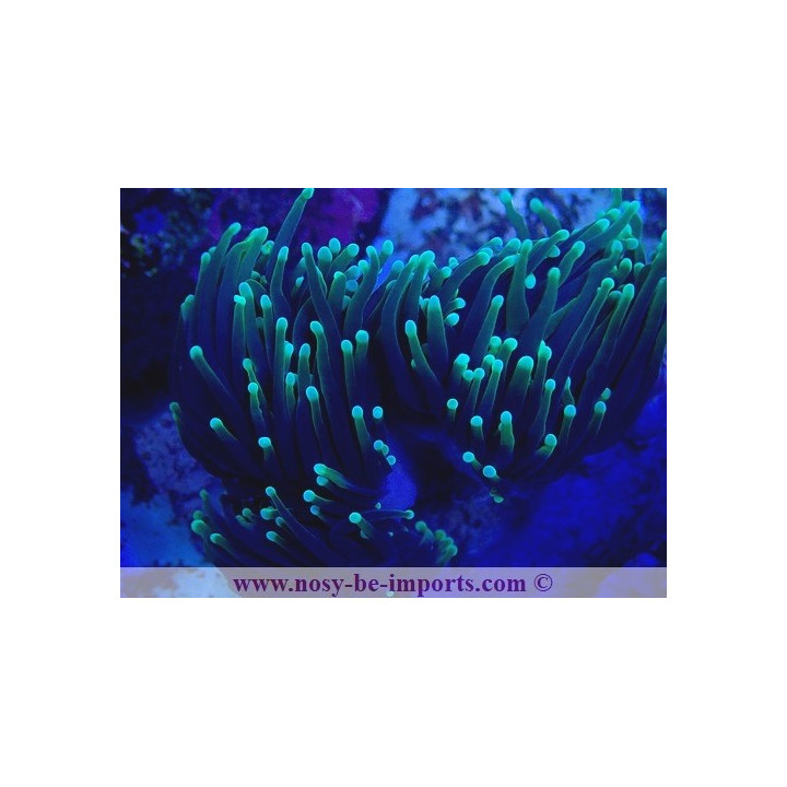 Euphylli glabrescens Dragon Soul WYSIWYG 27012022-3