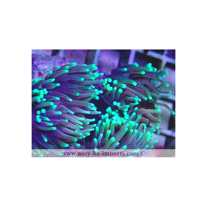 Euphylli glabrescens Dragon Soul WYSIWYG 27012022-4