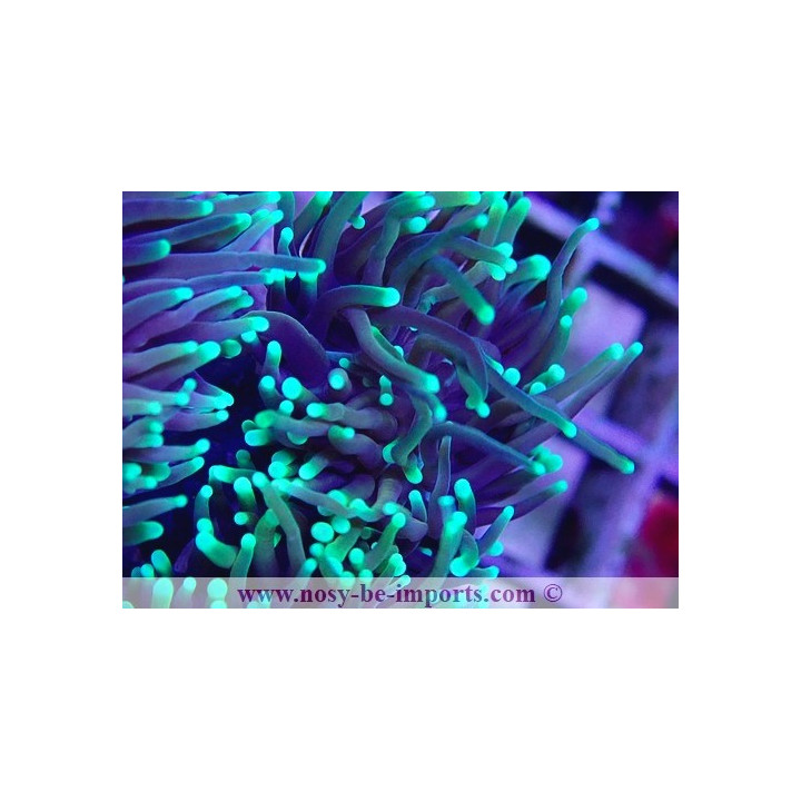 Euphylli glabrescens Dragon Soul WYSIWYG 27012022-4