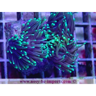 Euphylli glabrescens Dragon Soul WYSIWYG 27012022-4